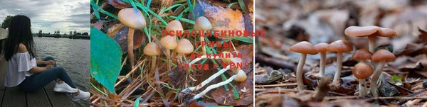 ГАЛЛЮЦИНОГЕННЫЕ ГРИБЫ Алексеевка